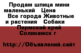 Продам шпица мини маленький › Цена ­ 15 000 - Все города Животные и растения » Собаки   . Пермский край,Соликамск г.